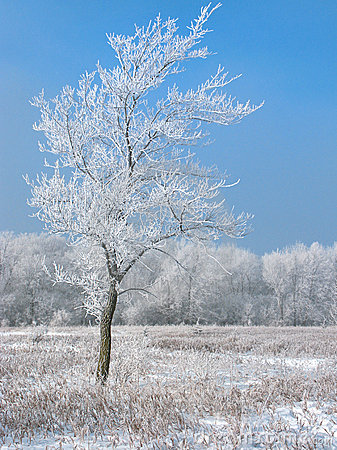 Frosty Tree Stock Images.