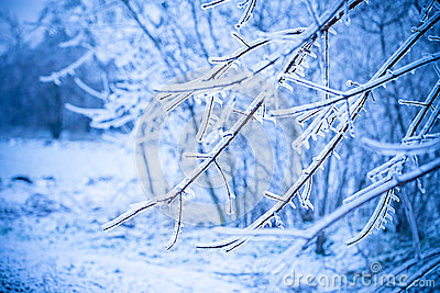 Frosty Branch Tree Stock Images.