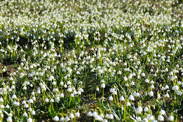 Free photo Spring Meadow Petite Lenz Vergißmeinich Cherub.