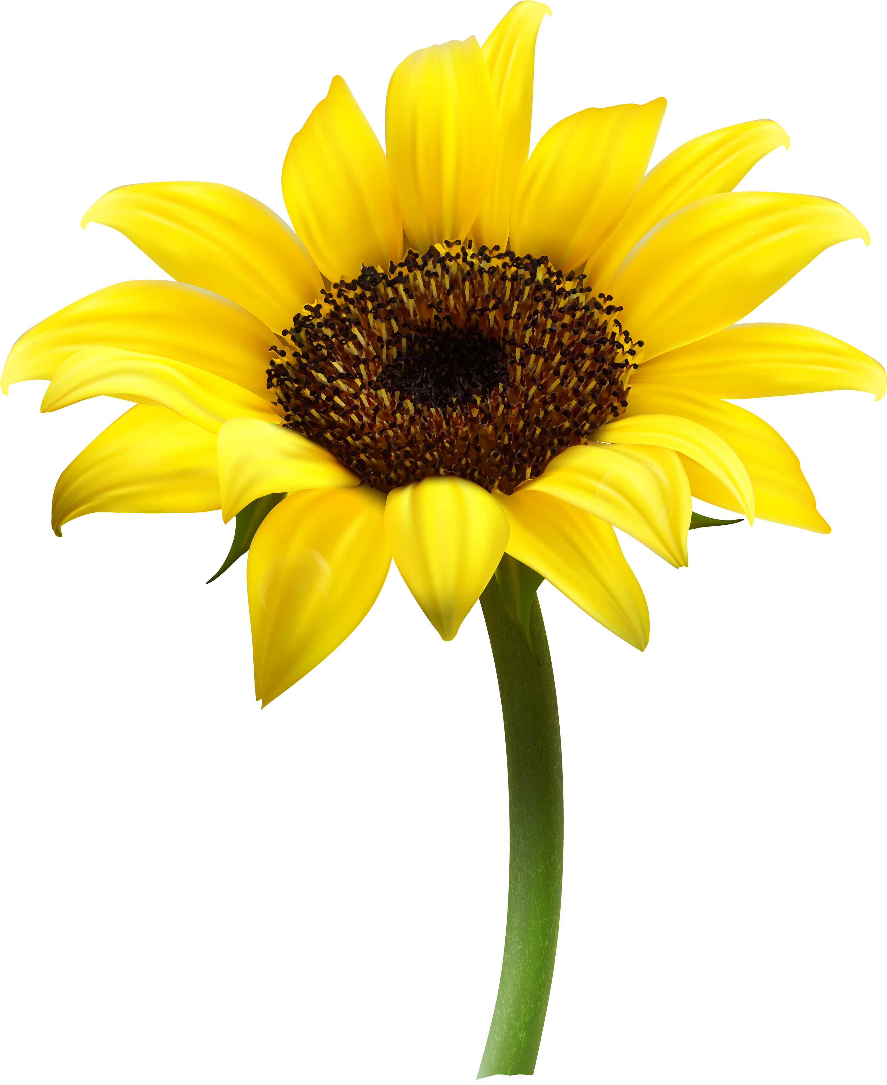 Sunflower PNG images free download.