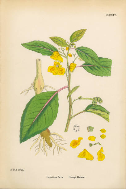 Proteaceae Clip Art, Vector Images & Illustrations.