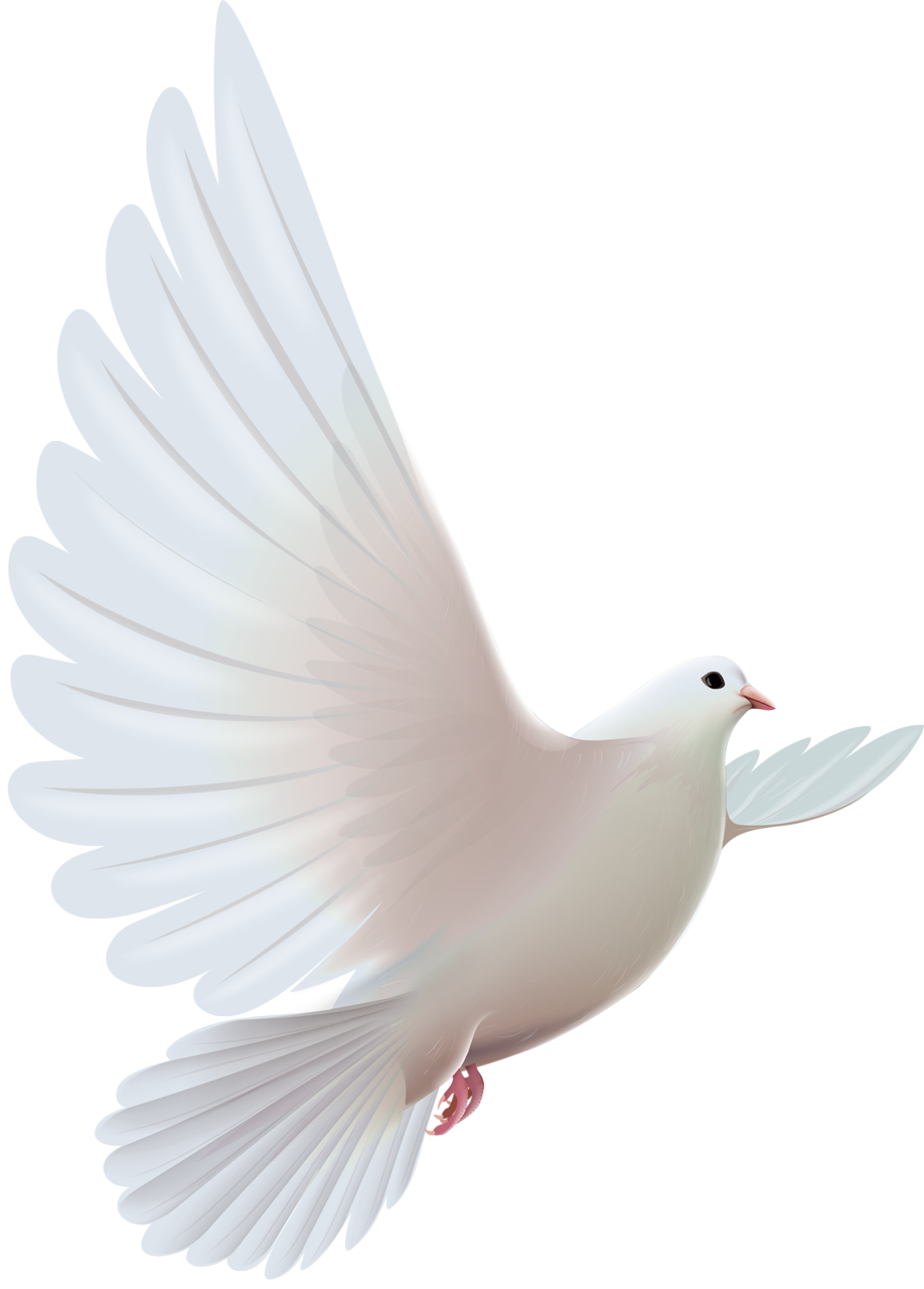 Funeral Dove Png Png Image Collection