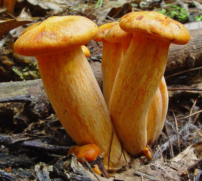 Amazing fungi species. A fungus (plural: fungi or funguses is any.