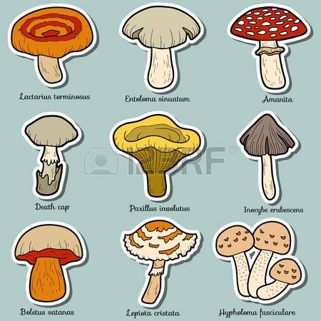 10,714 Fungus Stock Vector Illustration And Royalty Free Fungus.
