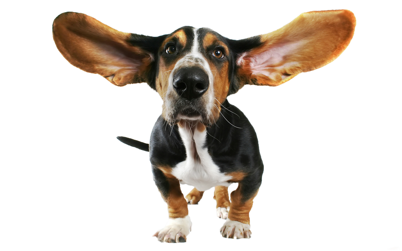 Funny Dog Transparent PNG Clipart.