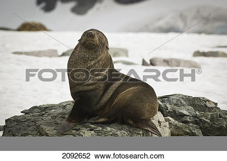 Stock Photo of Antarctic fur seal (arctocephalus gazella.