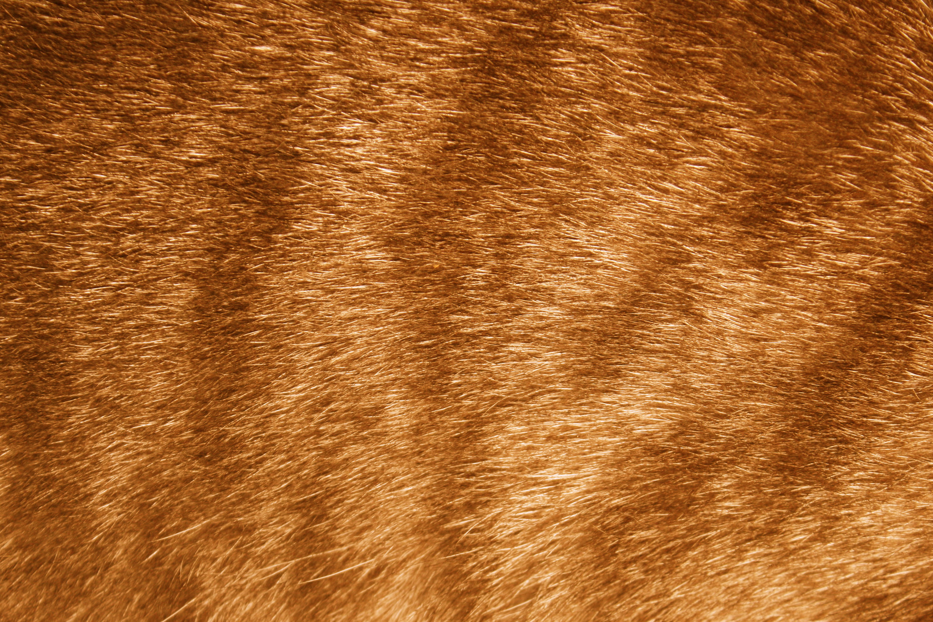 Orange Tabby Fur Texture Picture.