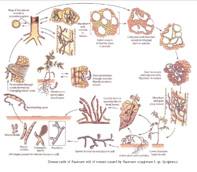دورة حياة الفطر Fusarium oxysporum f. sp. lycopersici مسبب مرض.