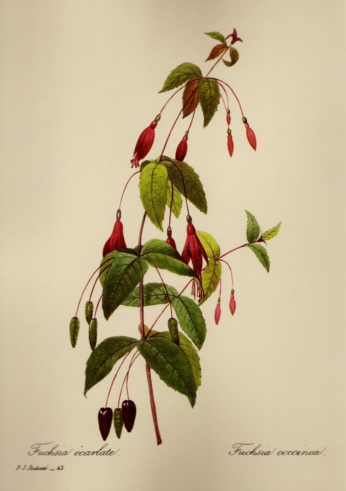 17 Best images about fuchsia on Pinterest.