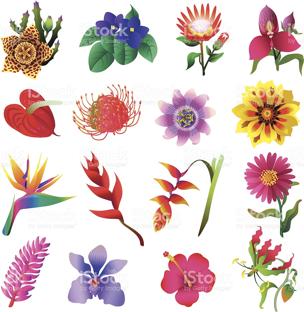 Fynbos clipart 20 free Cliparts | Download images on Clipground 2024