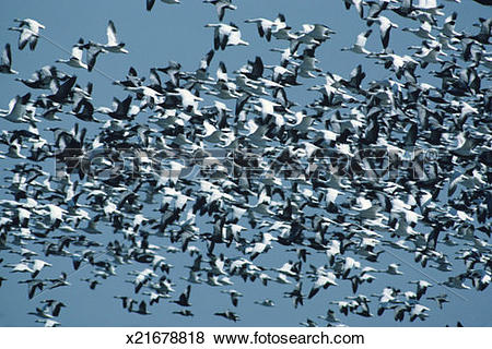 Pictures of Huge gaggle of snow and blue geese in flight, North.