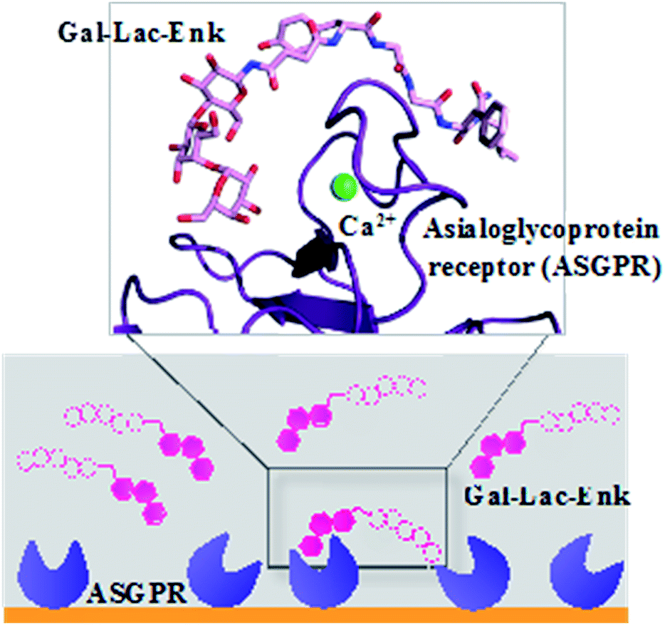 Glycosylation, an effective synthetic strategy to improve the.