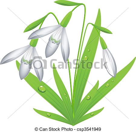 Snowdrop Illustrations and Clipart. 1,418 Snowdrop royalty free.