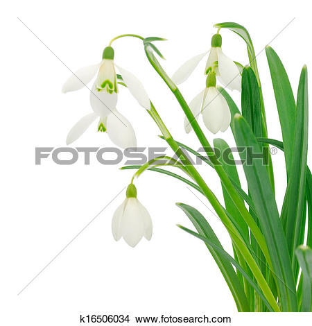 Stock Image of Group of snowdrop flowers isolated on white.