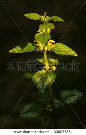 Yellow Archangel Plant Stock Photos, Royalty.