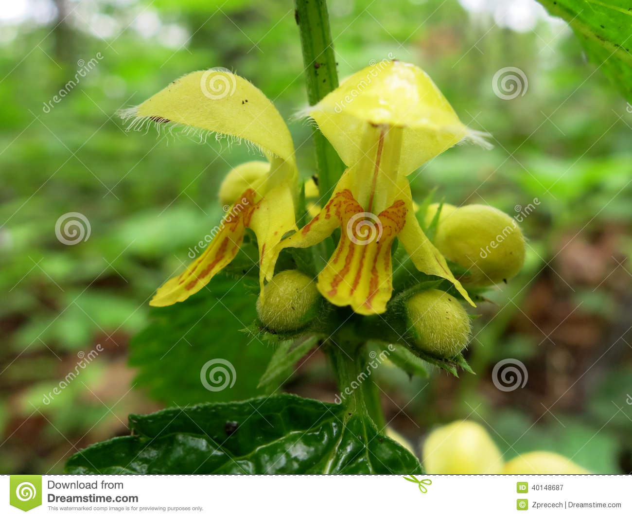Yellow Archangel (Galeobdolon Luteum Or Lamium Galeobdolon) Stock.