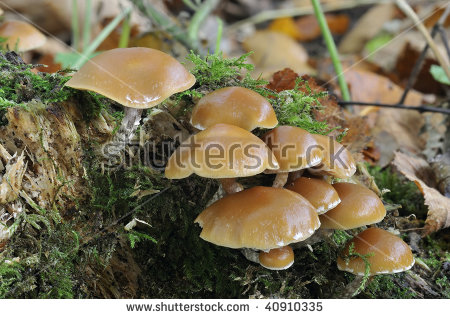Galerina mutabilis clipart 20 free Cliparts | Download images on ...