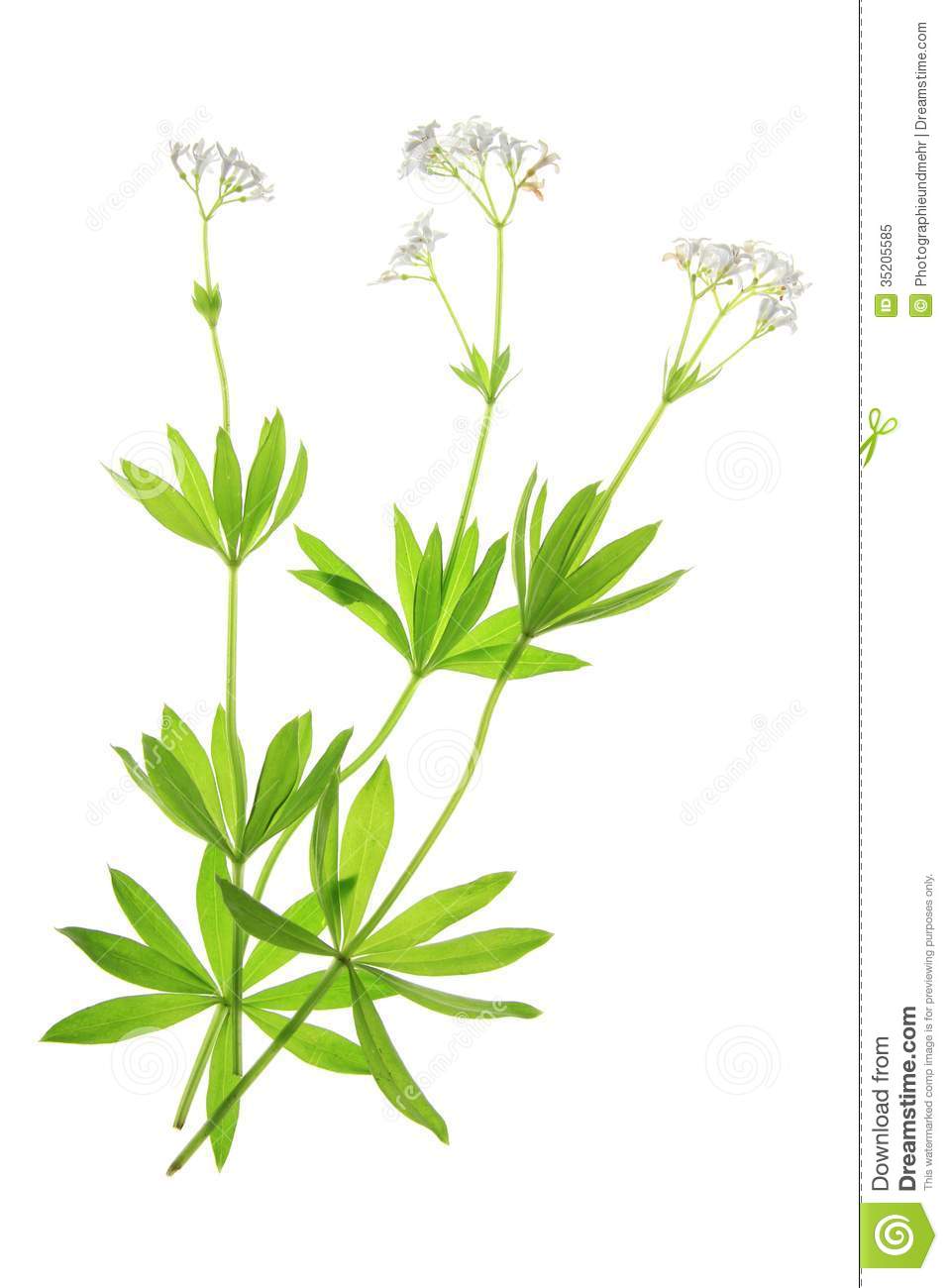 Flowering Woodruff (Galium Odoratum) Royalty Free Stock Photo.
