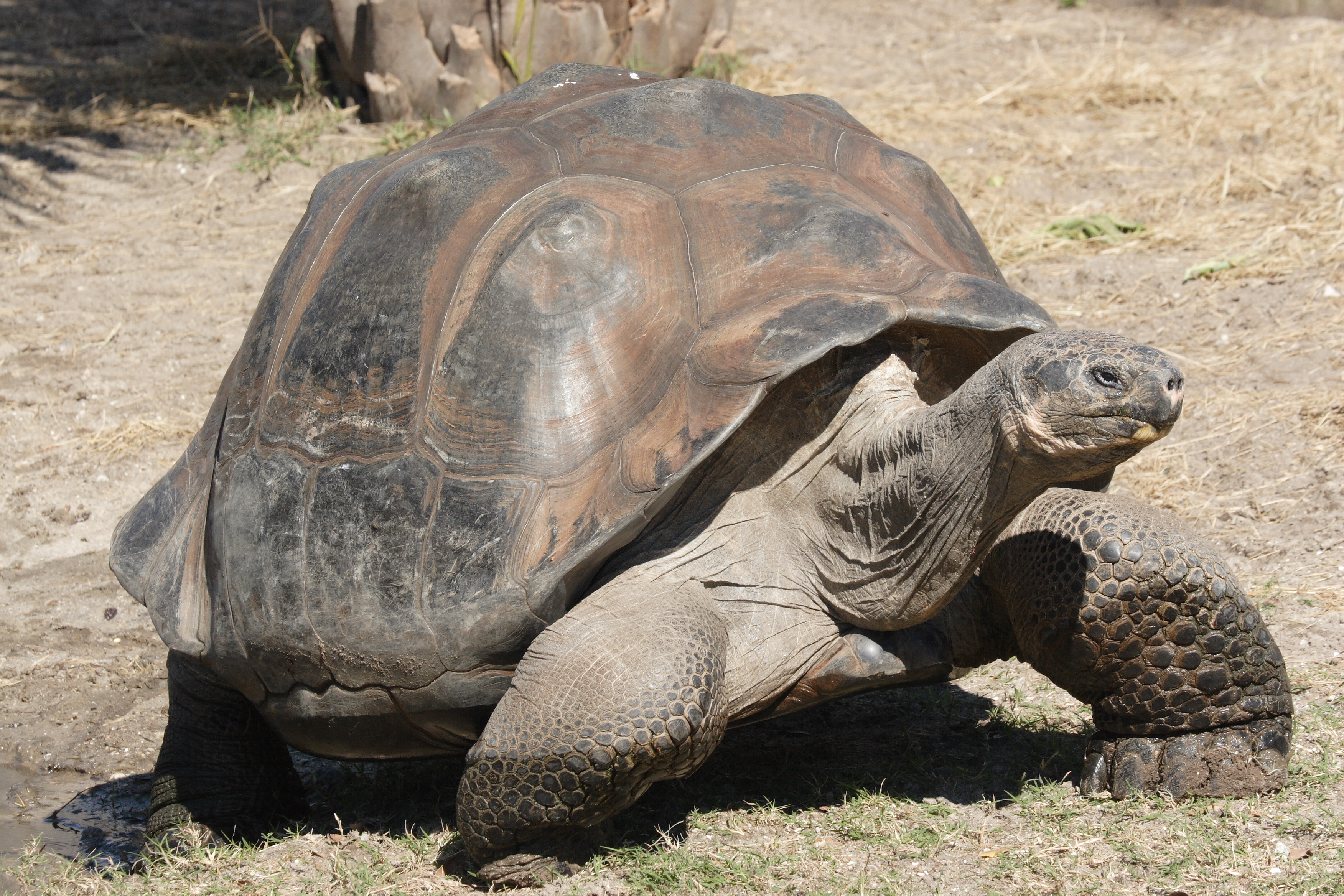 Galapagos Tortoise.