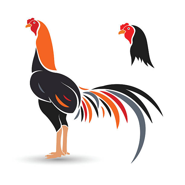 Fighting Roosters Cartoon Clip Art, Vector Images & Illustrations.