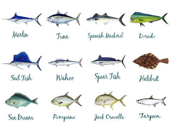 Download Game fish clipart 20 free Cliparts | Download images on ...