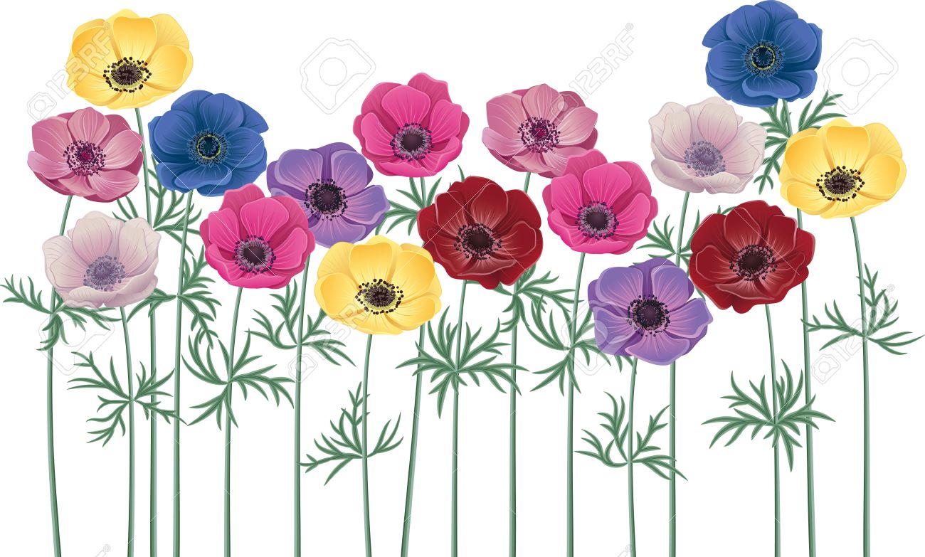 2,420 Anemone Stock Vector Illustration And Royalty Free Anemone.