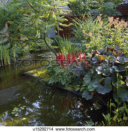 Stock Photo of Astilbe and gunnera beside pond in country garden.
