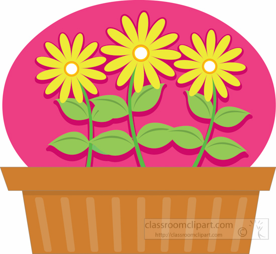Gardening : chrysanthemum.