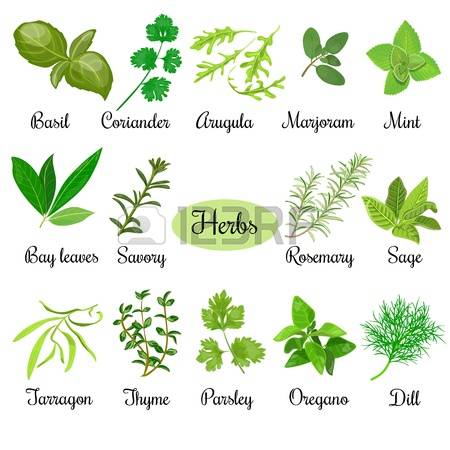 477 Cilantro Cliparts, Stock Vector And Royalty Free Cilantro.