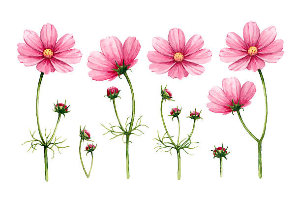 Cosmos Flowers Clip Art, Vector Images & Illustrations.