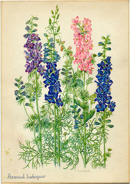 Garden larkspur clipart 20 free Cliparts | Download images on