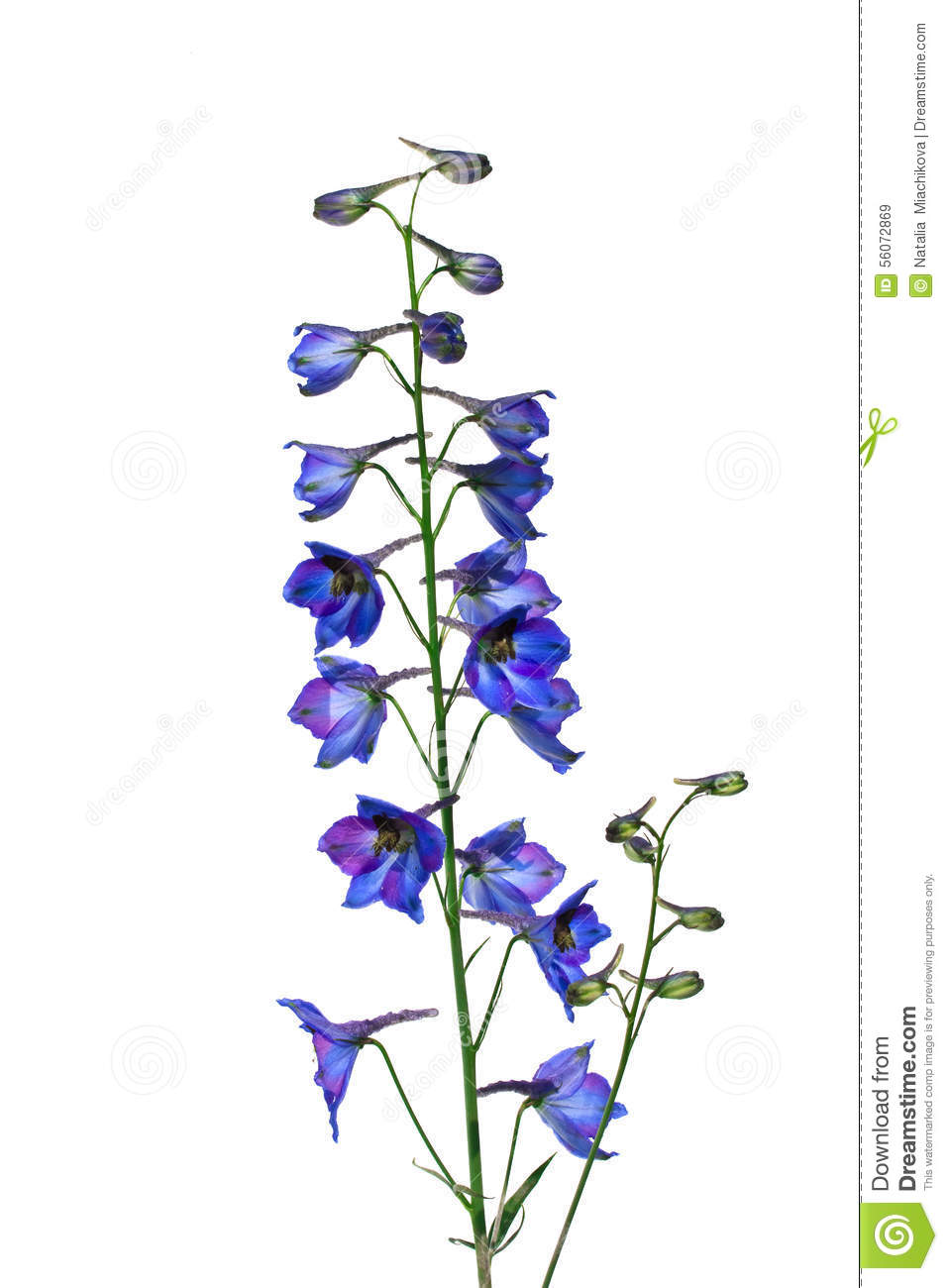 Isolate Flower Delphinium ( Larkspur ) On A White Background Stock.