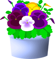 Pansy Clipart.