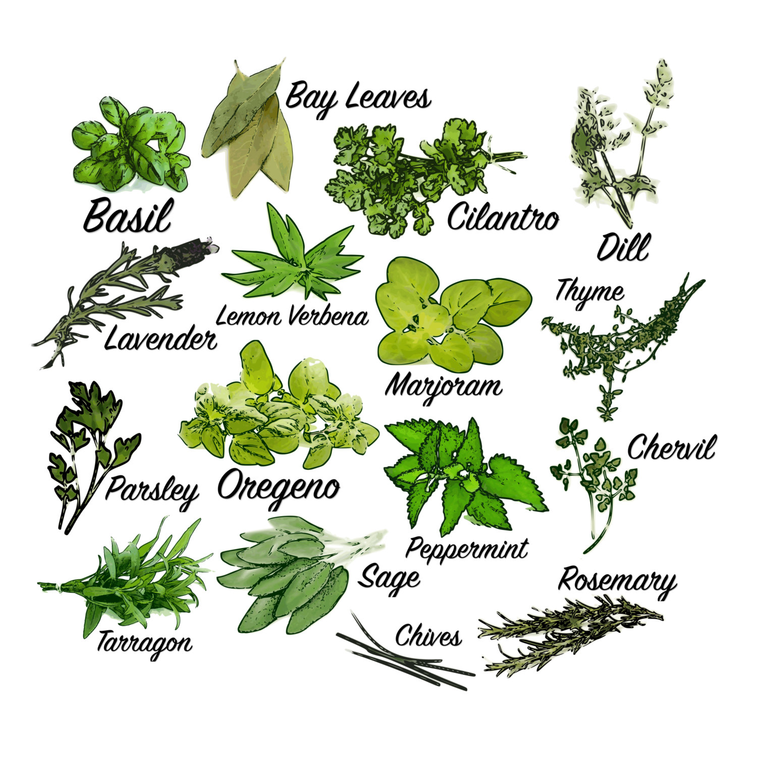 clipart bunch of herbs 20 free Cliparts | Download images on Clipground