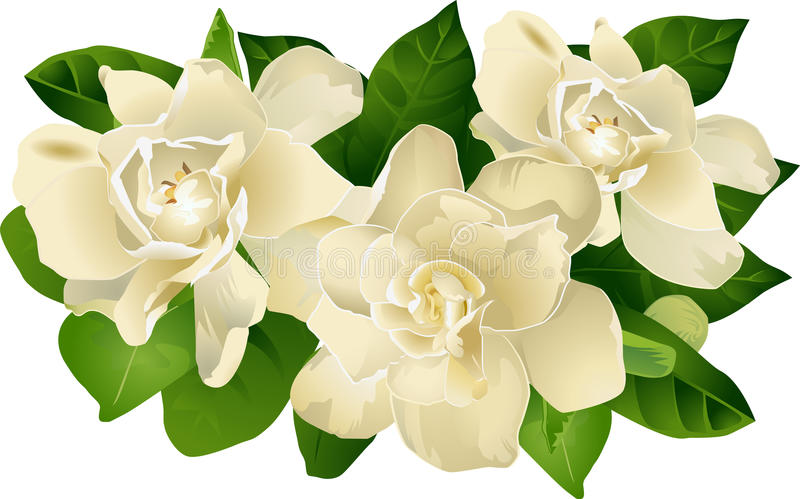  gardenia  clip  art  10 free Cliparts Download images on 