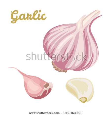 Garlic Clove Clipart (104+ images in Collection) Page 1.