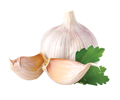 Garlic PNG images free download, garlic PNG.