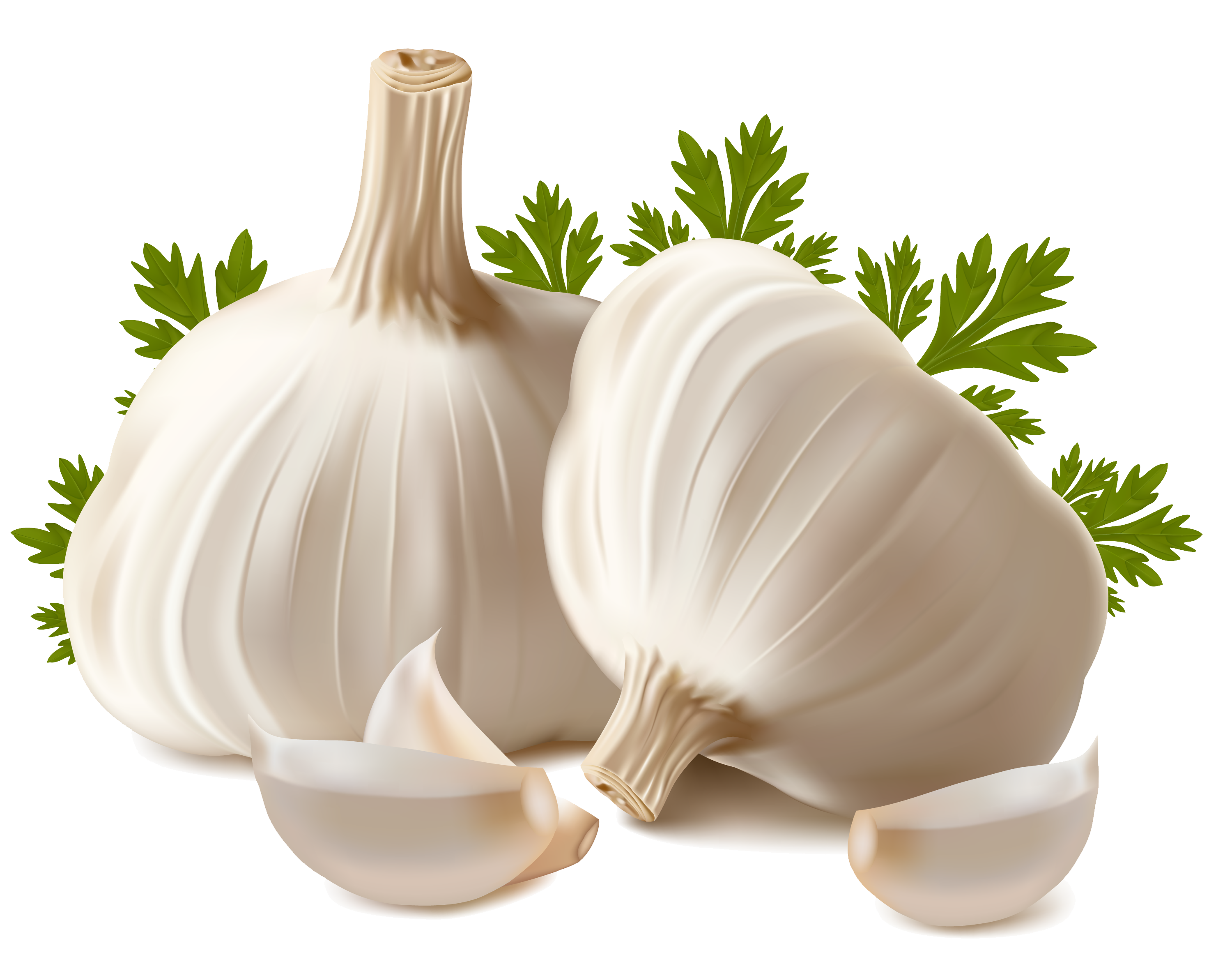 Garlic PNG images free download, garlic PNG.