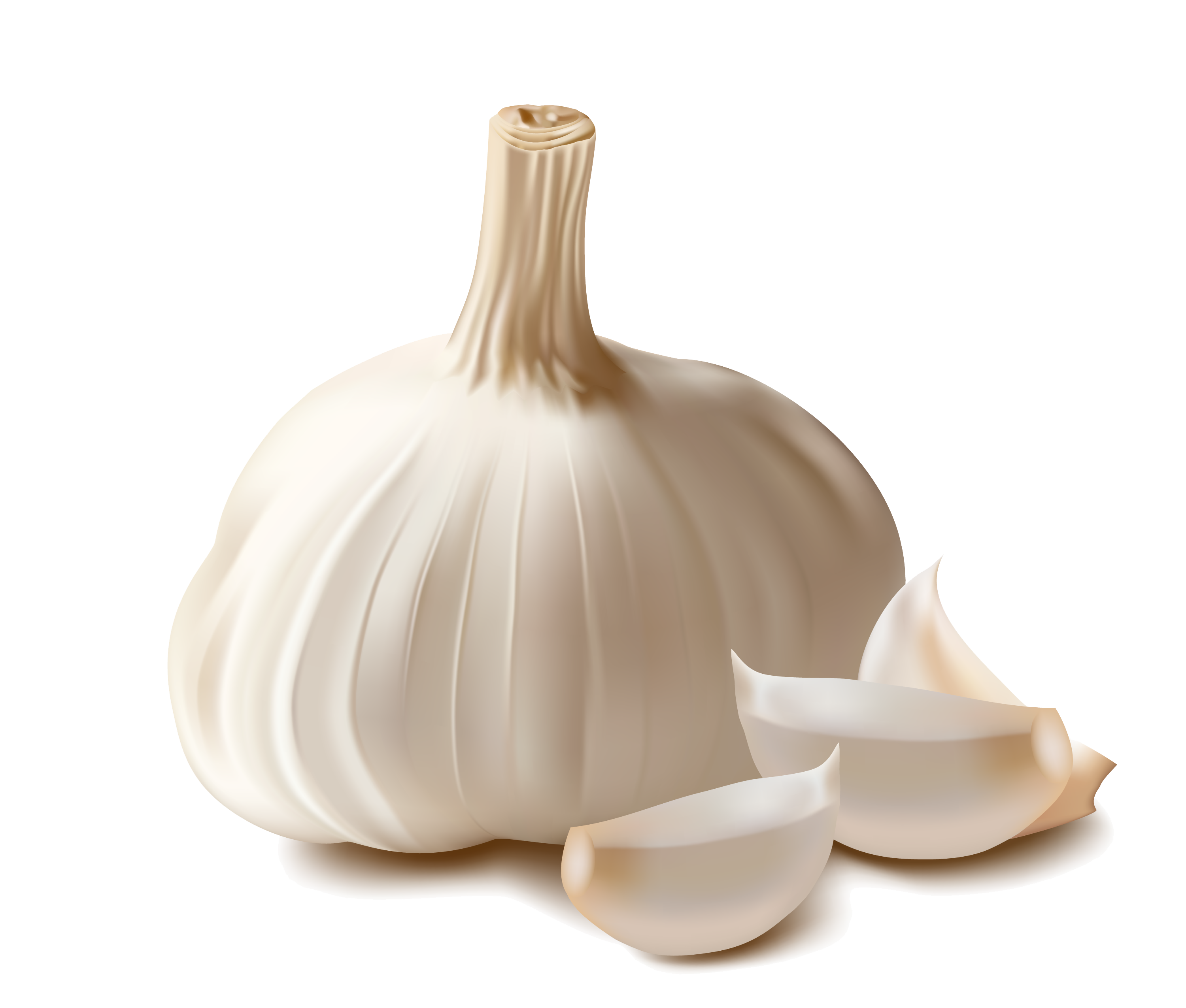 Garlic PNG Image.
