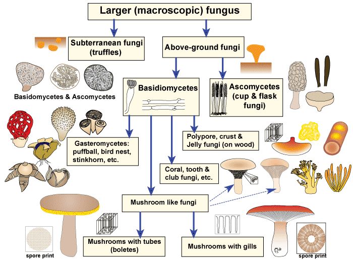 Peste 1000 de idei despre Fungi Pictures pe Pinterest.