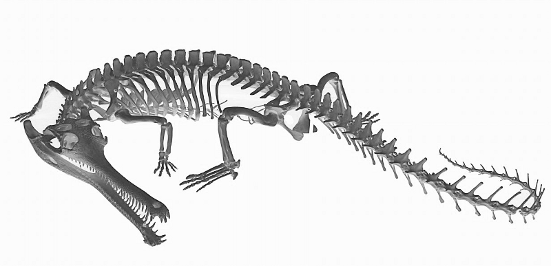 Рептилии ребра. Гавиал крокодил скелет. Скелет гавиала. Скелет нильского крокодила. Скелет аллигатора.