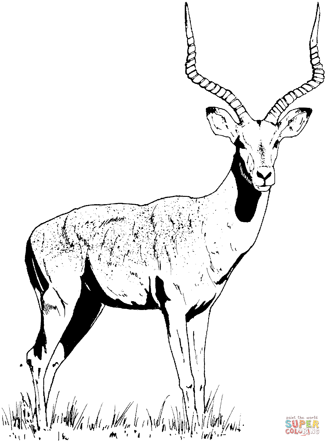 Impala Gazelle coloring page.
