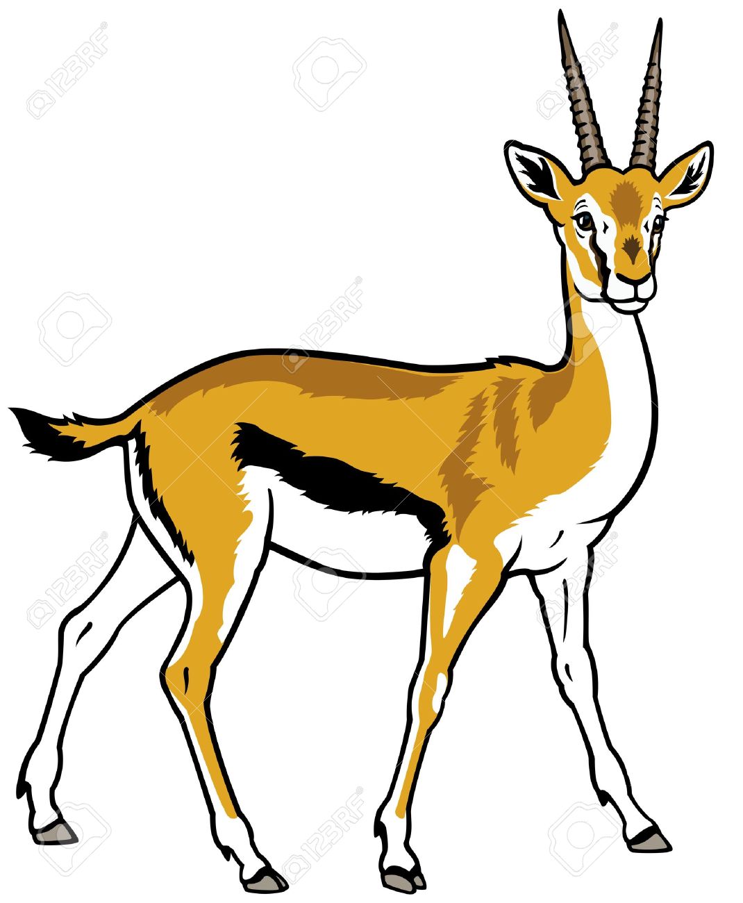 Thomson Gazelle,africa Animal,side View Picture Isolated On White.
