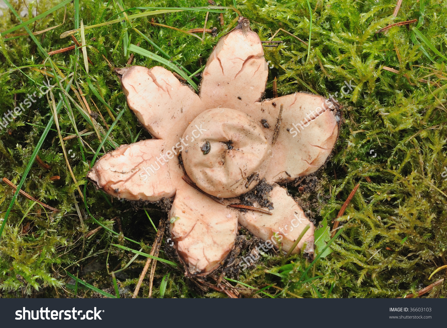 Earth Star Geastrum Mushroom Stock Photo 36603103 : Shutterstock.