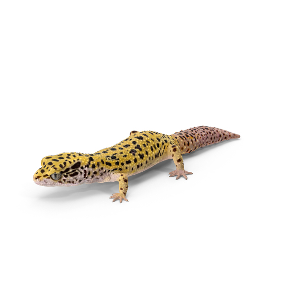 Leopard Gecko PNG Images & PSDs for Download.