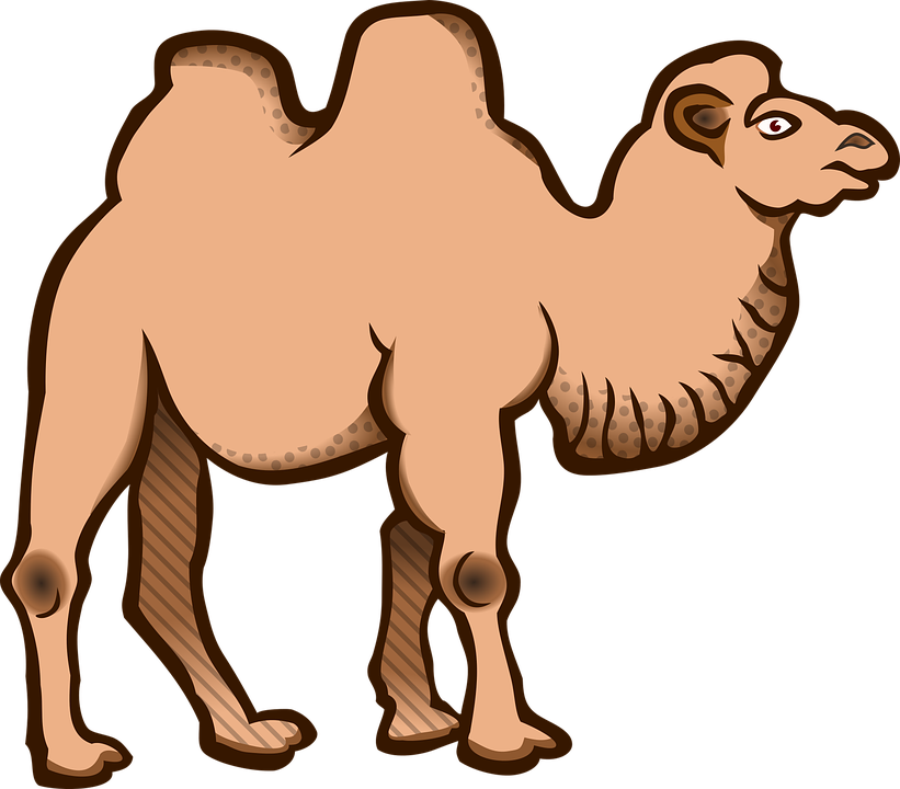 Free vector graphic: Animal, Animals, Bactrian Camel.