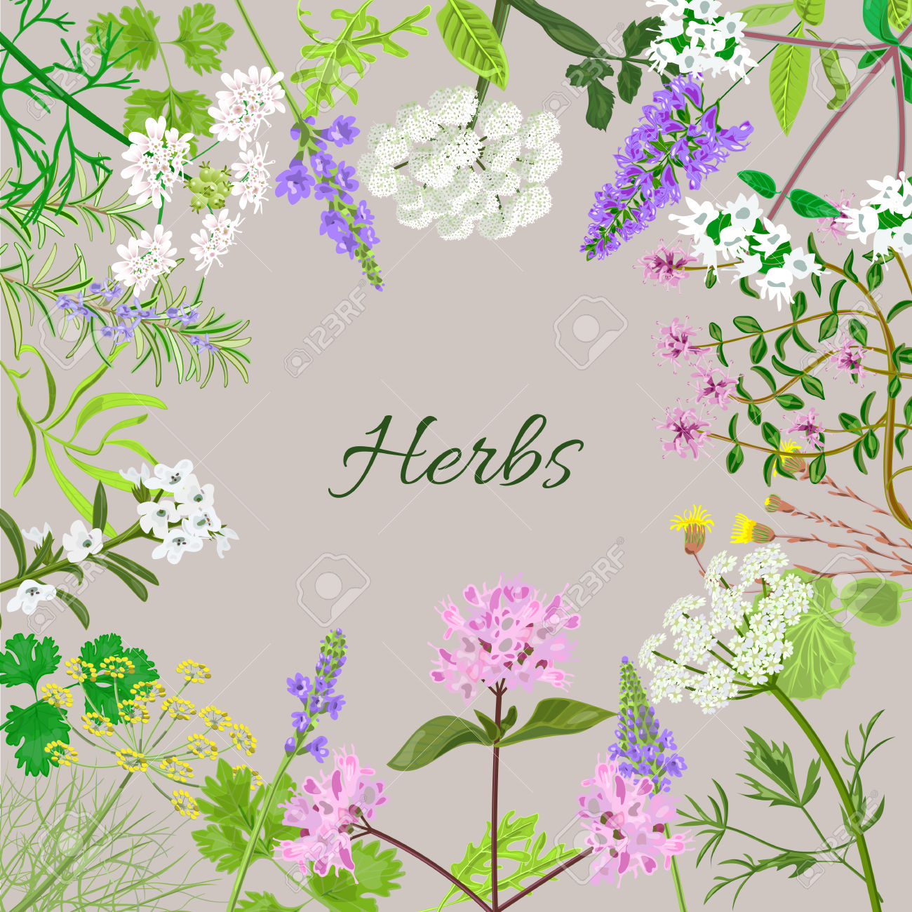 Vector Card With Herbal Flowers. Salvia, Angelica, Oregano.