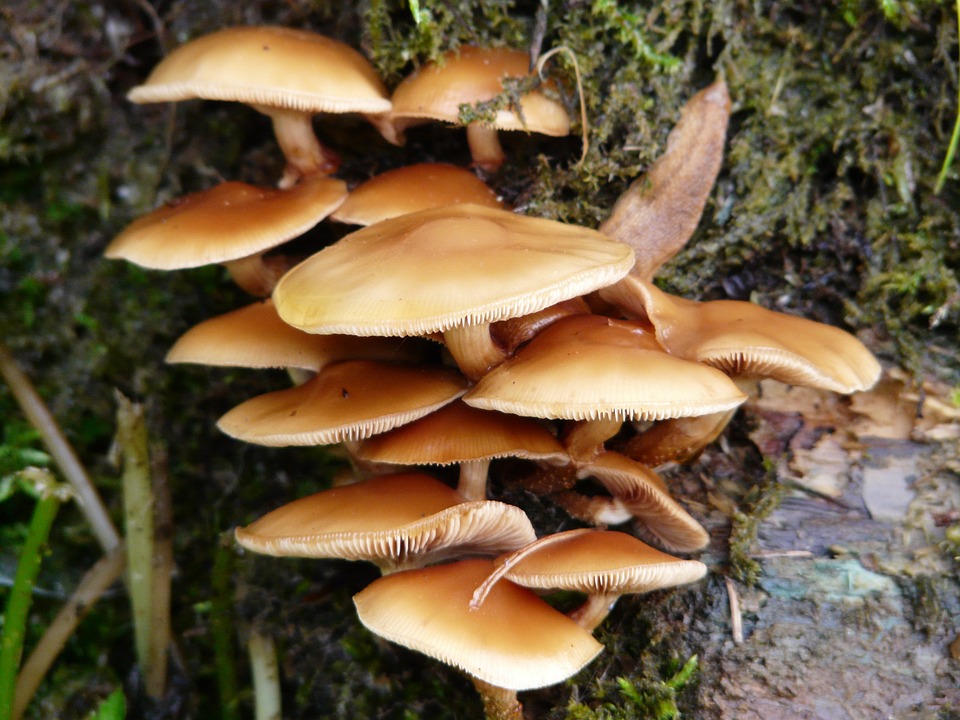 Free photo: Mushroom, General Samtfußrübling.