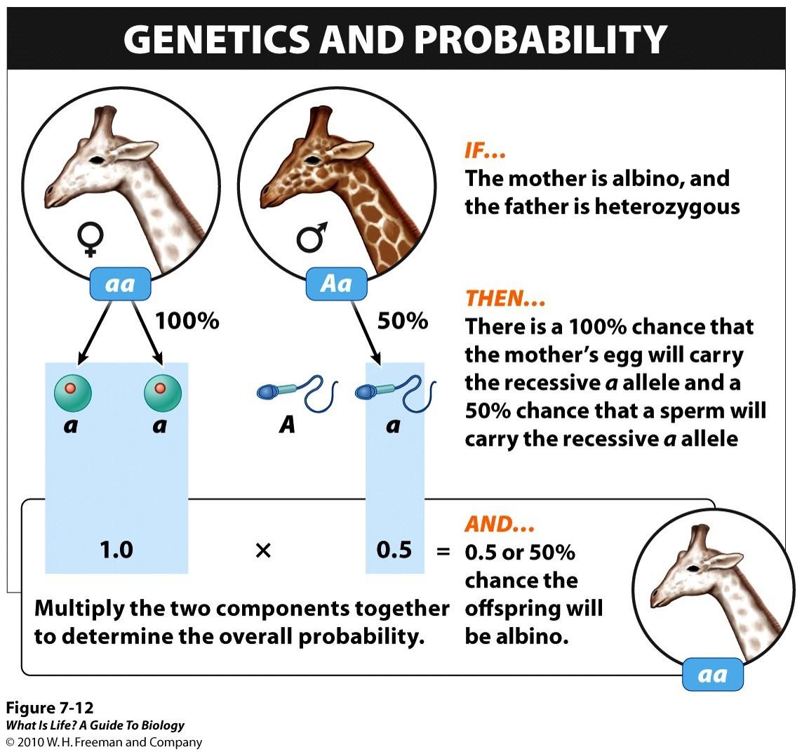 what-is-a-molecule-definition-and-examples