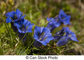 Stock Image of Gentiana acaulis, Stemless Gentian, blue alpine.